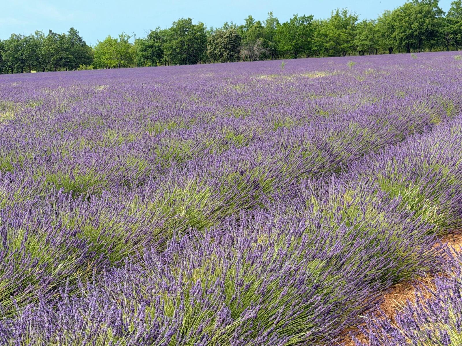 Sunlit field of flowering lavender